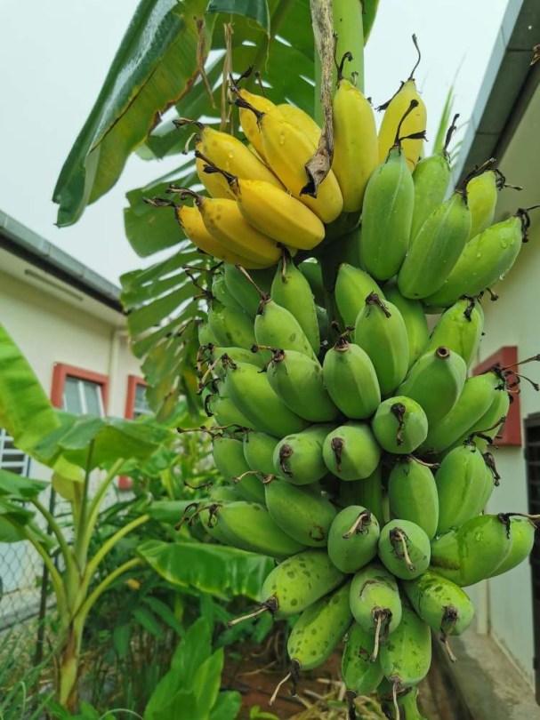 Pisang Awak banán - Thai banán